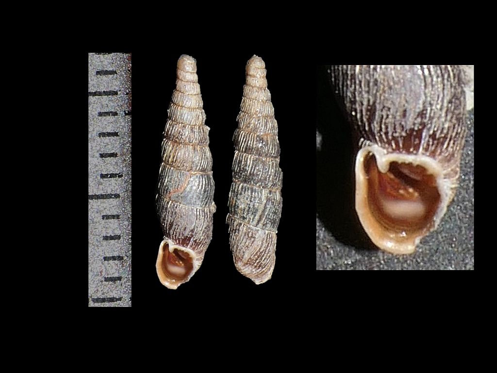Clausiliidae dai Simbruini 2